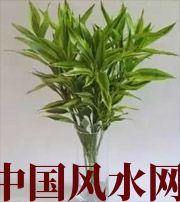 临沂十二生肖养什么植物最旺财运？你知道吗！