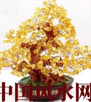 临沂买了招财植物却不能发财，是方位摆错了！